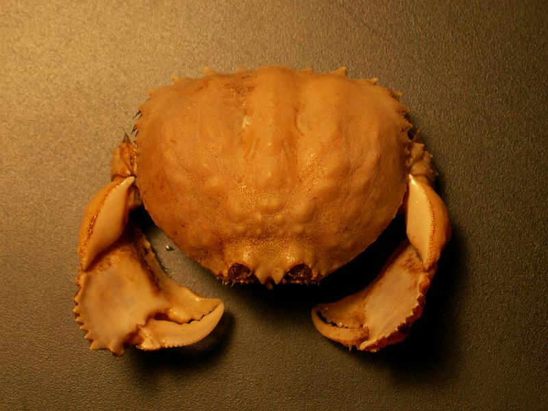 Calappa pelii 03.JPG